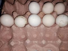 ghr ki desi kruk hone wali murgyu k fertile eggs