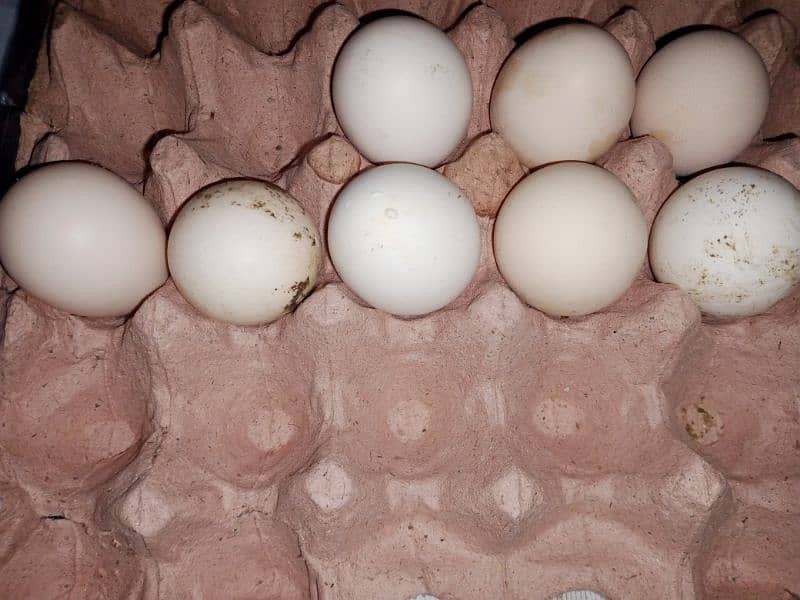 ghr ki desi kruk hone wali murgyu k fertile eggs 0