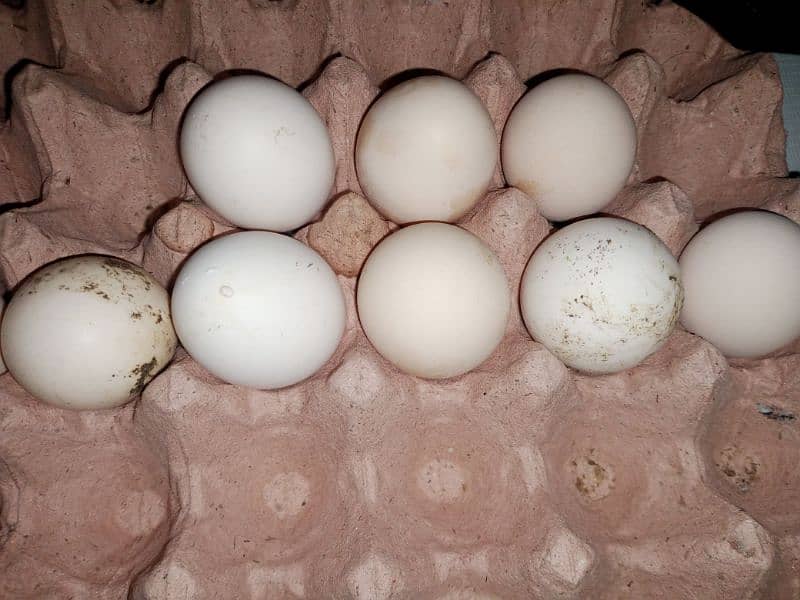 ghr ki desi kruk hone wali murgyu k fertile eggs 1