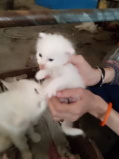 Doll face Persian chiks available