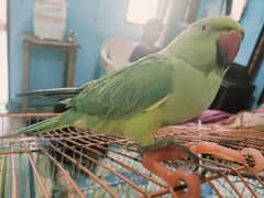 Green talking parrot female