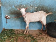 teddy kheeri bakri with female kid