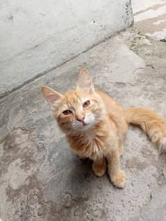 Persian Cat kitten