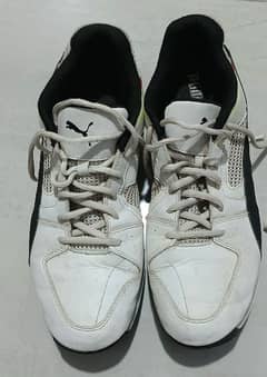 Hard Ball cricket spike shoes condition 10/10 original puma shoes