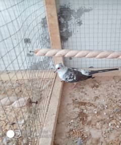 Diamand Pied dove female for sale.