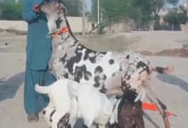 desi bakra for sale WhatsApp 03274139950)