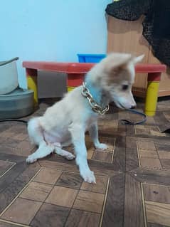 pocket size male puppy pappilon toy breed indoor breed like Russian