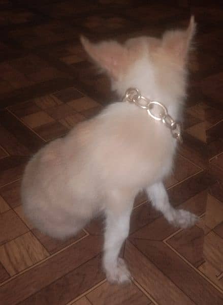 pocket size male puppy pappilon toy breed indoor breed like Russian 2