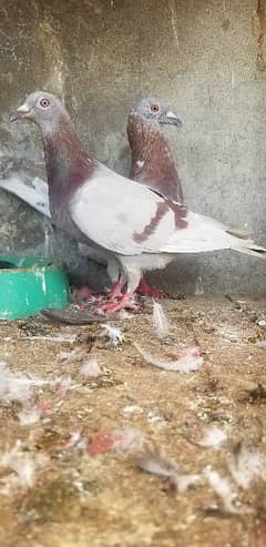 qasid pigeon.   fancy pigeon.    pigeons