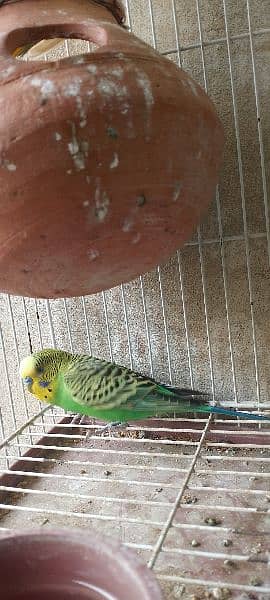 Australian parrot 1