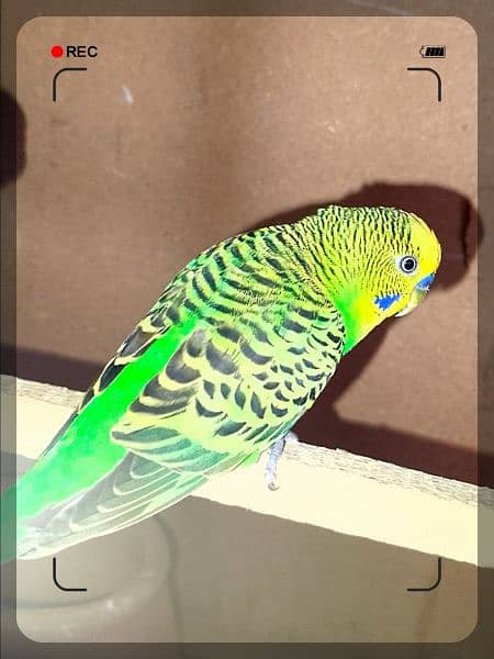 Australian parrot 5