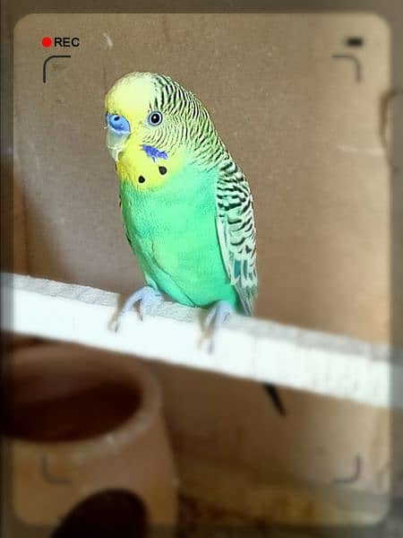 Australian parrot 6