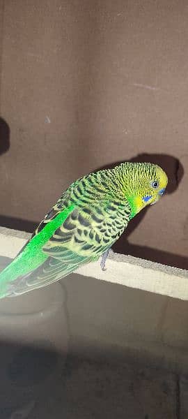 Australian parrot 7