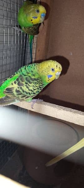 Australian parrot 9