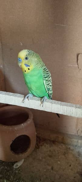 Australian parrot 11