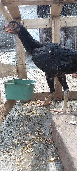 German Shamo Chicks available active&healthy parents pitcher attach 8