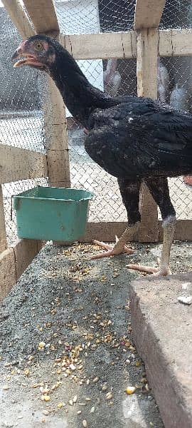 German Shamo Chicks available active&healthy parents pitcher attach 11