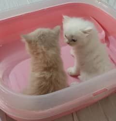 cute littel persian kittens