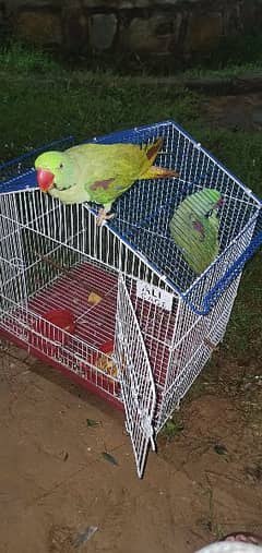 Kashmiri healthy parrot male