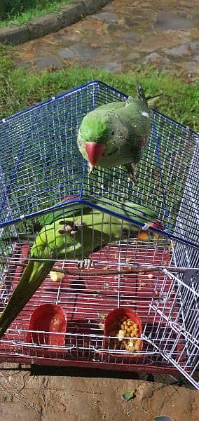 Kashmiri healthy parrot male 10