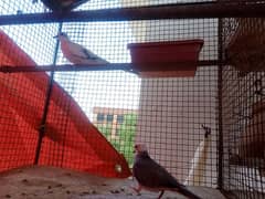 diamond pied dove pair