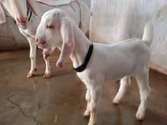 dudh wali bakri with male kid