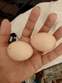 fertile eggs ( Desi eggs) 0