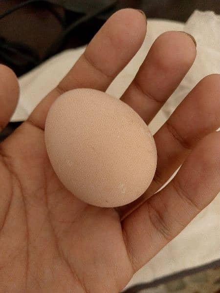 fertile eggs ( Desi eggs) 1