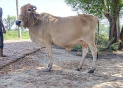 Desi Sahiwal cow 1 month inseminatd. 03015317531