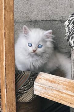 Beautiful white persian kitten