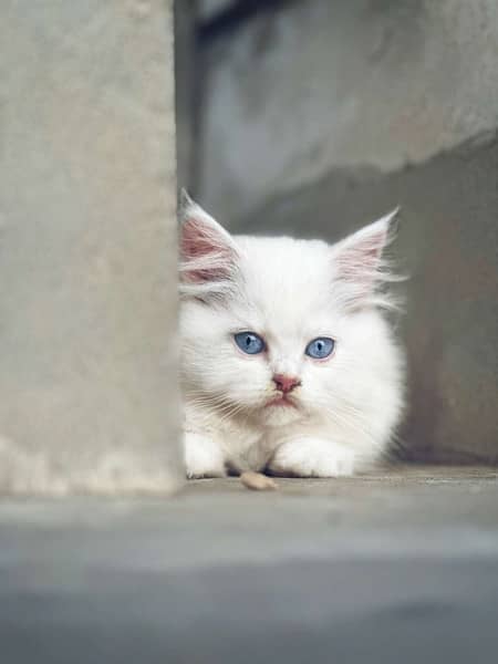 Beautiful white persian kitten 1