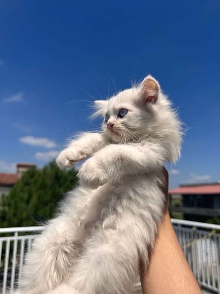 Beautiful white persian kitten 2