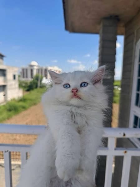 Beautiful white persian kitten 3