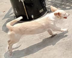 Beautiful Very Active Playing 0/Small Size Dog