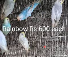 Love birds, rainbows and boxes for sale 0