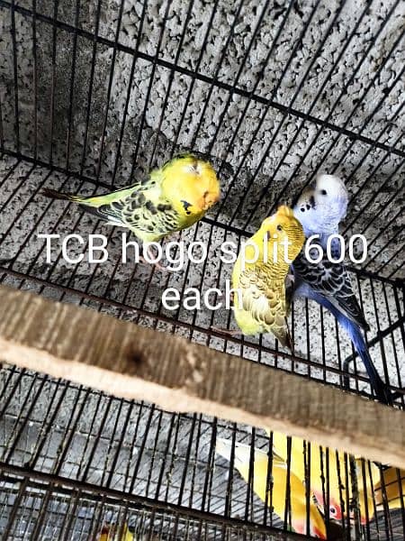 Love birds, rainbows and boxes for sale 7