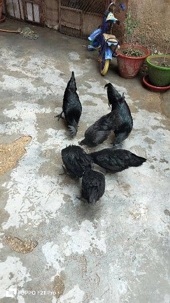 ayam cemani Gray tongue fertile eggs and chicks are available 2