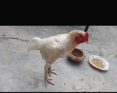 hera aseel male for sale urgent