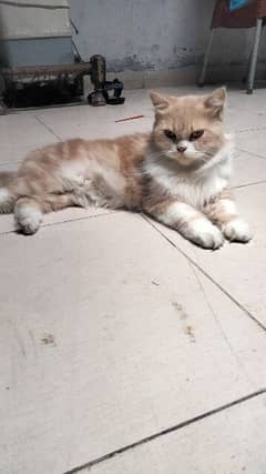 Persian cat