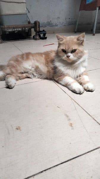 Persian cat 0