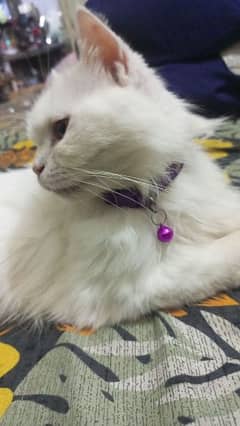 original Persian cat 5th coated healthy pregnant active 0