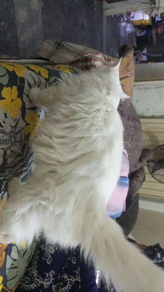 original Persian cat 5th coated healthy pregnant active 6