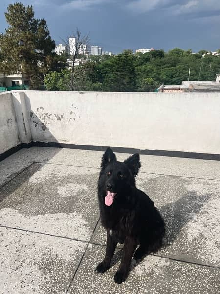 Black German Shepherd 2