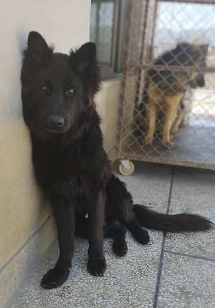 Black German Shepherd 4