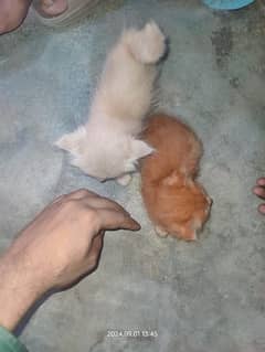 persian kitten pair white. 1 brown 1 halfwhite