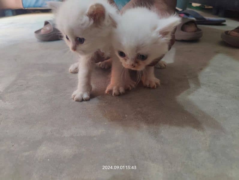 persian kitten pair white. 1 brown 1 halfwhite 1