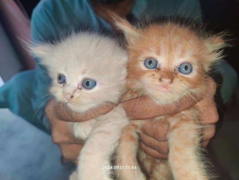 persian kitten pair white. 1 brown 1 halfwhite 2