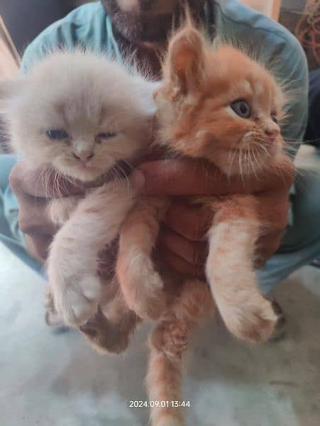 persian kitten pair white. 1 brown 1 halfwhite 3