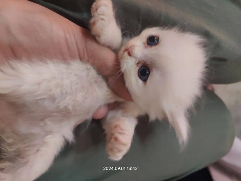 persian kitten pair white. 1 brown 1 halfwhite 4