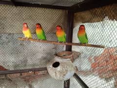 All birds for sale Rs (18000)